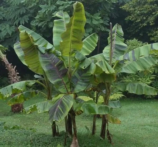 MUSA SIKKIMENSIS EVER RED